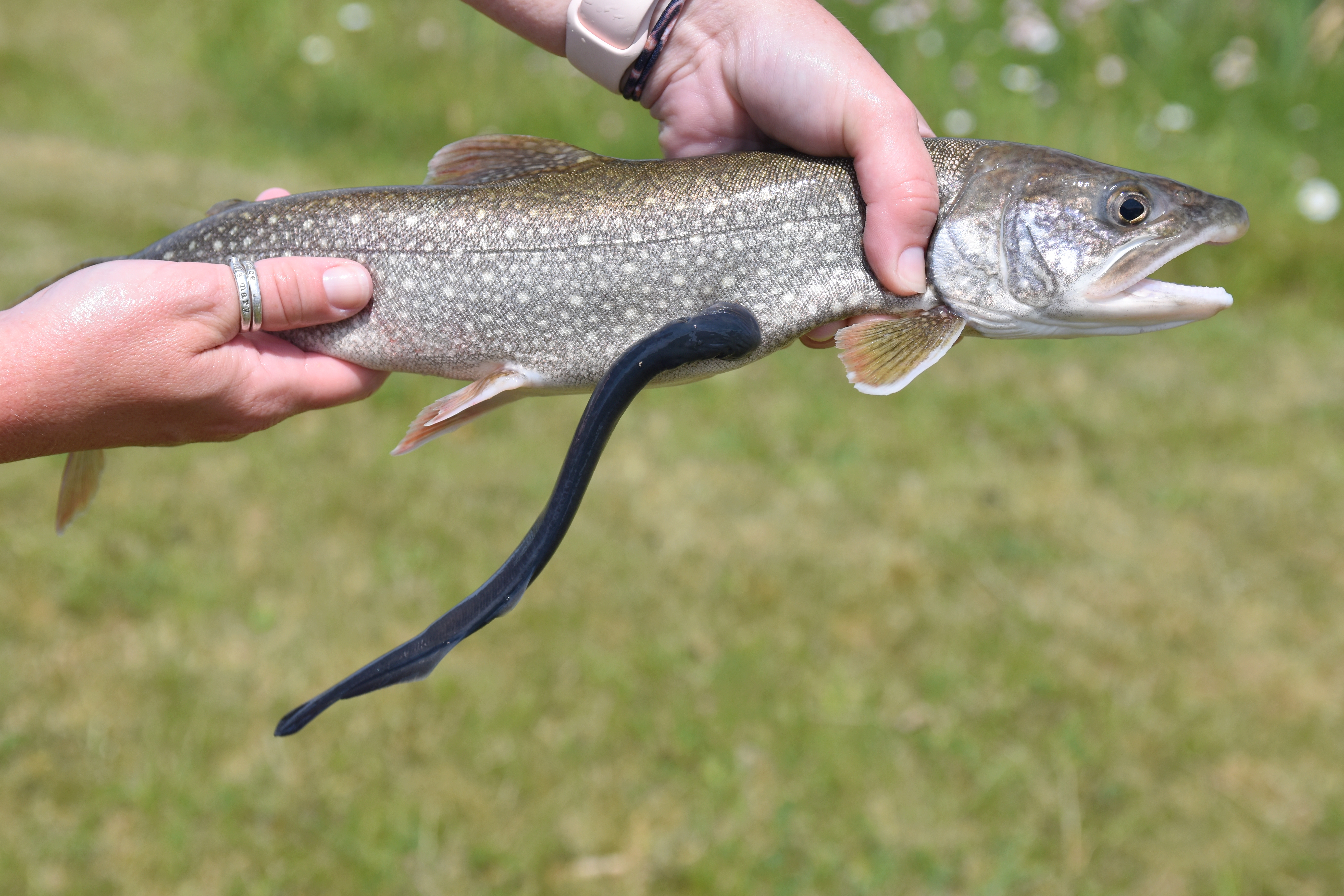 The Lamprey Wars: How a Prehistoric Parasite Nearly Destroyed Lake Erie's Fishery